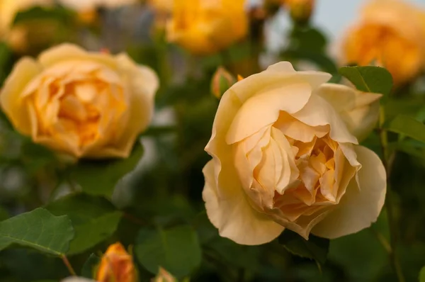 Group of yellow rose blooms in the garden. Beautiful tender rose — Stock Photo, Image