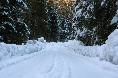 Ormanda kış yolu. 