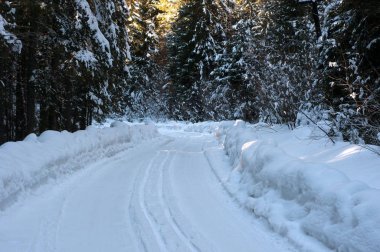 Ormanda kış yolu. 