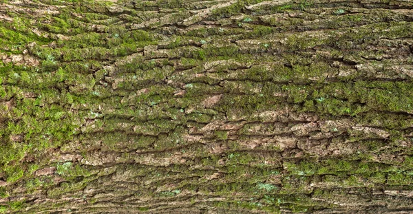 Ανάγλυφη υφή του καφέ φλοιό ενός δέντρου με πράσινα βρύα και — Φωτογραφία Αρχείου