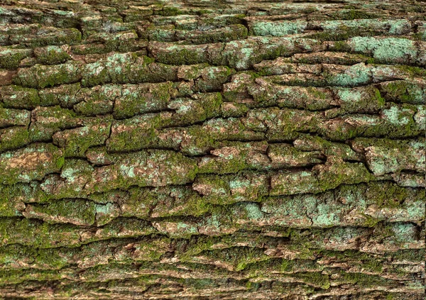 Рельєфна текстура коричневої кори дерева з зеленим мохом і — стокове фото