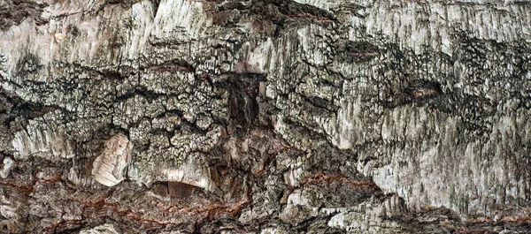 Panoramabild av gamla birch bark textur med mossa och lavar på det. — Stockfoto