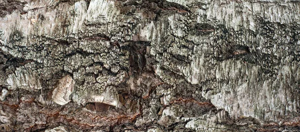 Foto panorámica de textura de corteza de abedul vieja con musgo y liquen en ella . —  Fotos de Stock