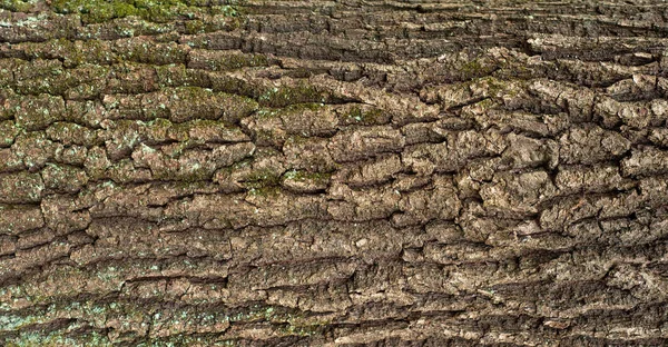 Textura en relieve de la corteza marrón de un árbol con musgo verde y liquen en él. — Foto de Stock