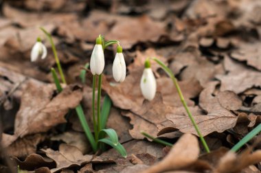 Bahar ormandaki güzel kardelen.