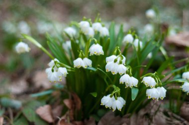 Bahar ormandaki güzel kardelen.