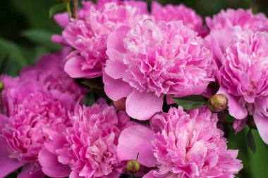 Yaz bahçesinde taze pembe peonies grubudur. Portre