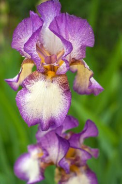 Yalnız Menekşe iris blooms yaz bahçesinde. 