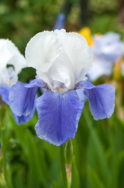 Grup mavi süsen çiçek yaz bahçesinde. 