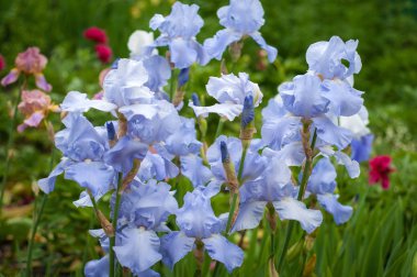 Grup mavi süsen çiçek yaz bahçesinde. 