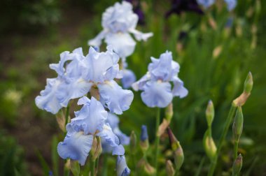 Grup mavi süsen çiçek yaz bahçesinde. 