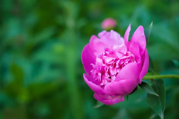 Sam, różowa piwonia w ogrodzie w letni dzień. Zbliżenie z bea — Zdjęcie stockowe