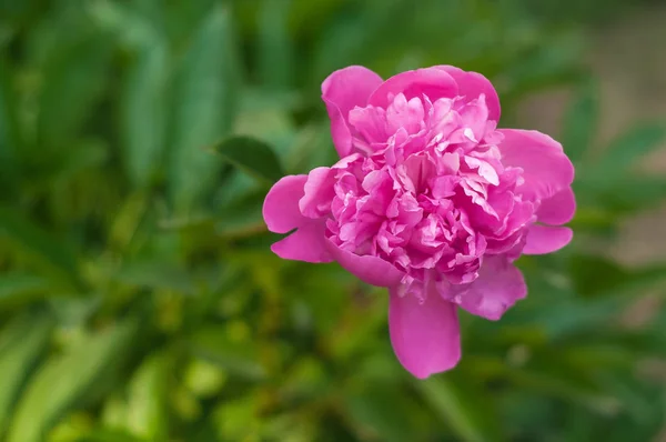 Pivoine rose seule dans le jardin le jour d'été. Gros plan de bea — Photo
