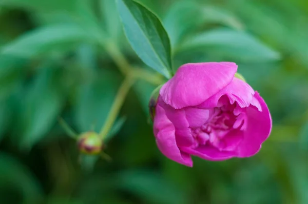 Solo peonía rosa en el jardín en el día de verano . — Foto de Stock