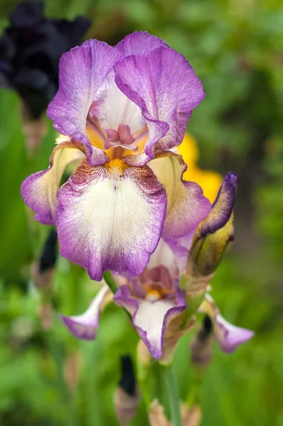 Allein die violette Schwertlilie blüht im Sommergarten. schönes frisches i — Stockfoto