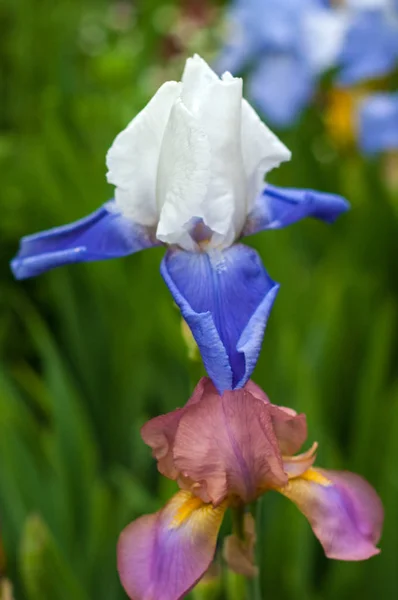 夏の庭に咲くを青いアイリスのグループ. — ストック写真