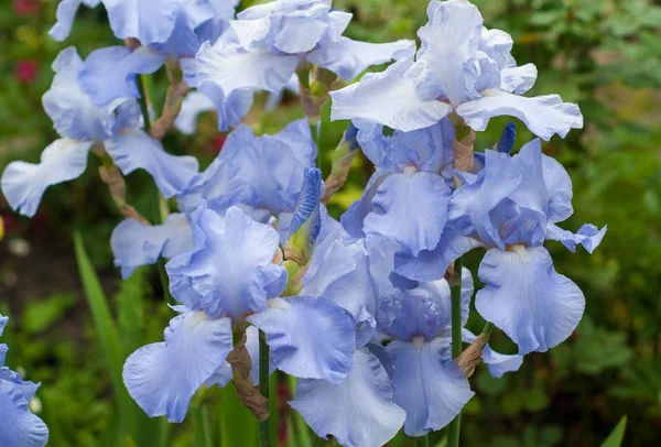 Gruppe blauer Schwertlilien blüht im Sommergarten. — Stockfoto