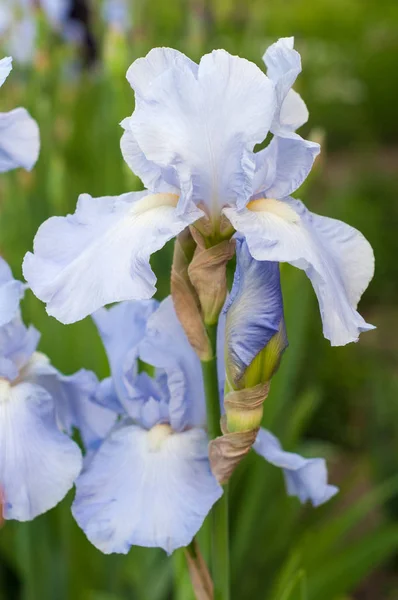 Gruppe blauer Schwertlilien blüht im Sommergarten. — Stockfoto