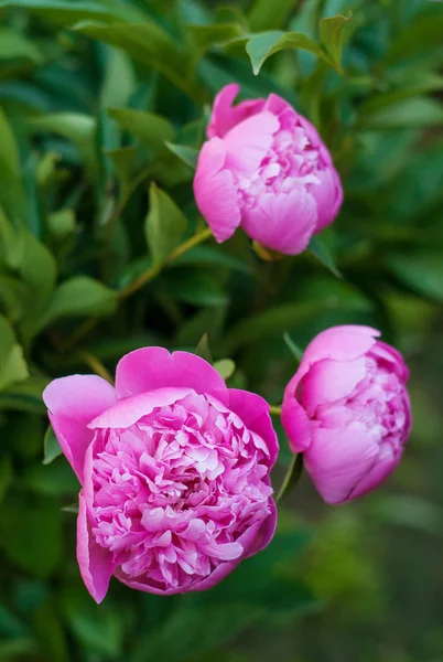 夏には庭で新鮮なピンク牡丹のグループ。クローズ アップ — ストック写真