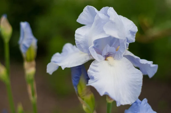 Gruppe blauer Schwertlilien blüht im Sommergarten. — Stockfoto