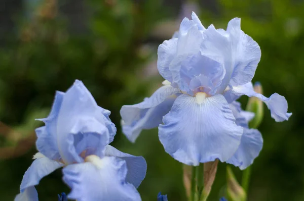 Gruppe blauer Schwertlilien blüht im Sommergarten. — Stockfoto