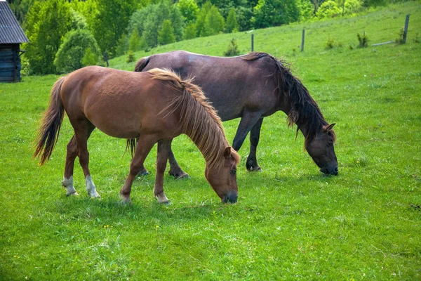 Cheval brun pâture sur un pâturage vert juteux . — Photo