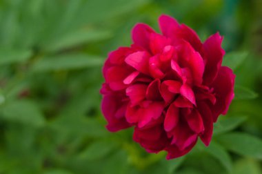 Yeşil bir arka plan üzerinde bahçede Kırmızı şakayık. 