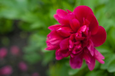 Yeşil bir arka plan üzerinde bahçede Kırmızı şakayık.