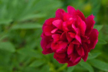 Yeşil bir arka plan üzerinde bahçede Kırmızı şakayık. 