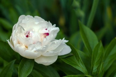 Bahçede çiçek açan beyaz narin şakayık. 