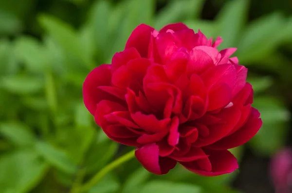 Pivoine rouge dans le jardin sur fond vert . — Photo