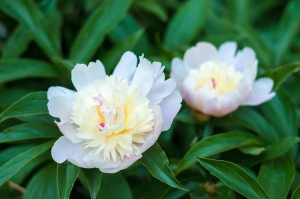 Gruppo di peonie bianche delicate in giardino . — Foto Stock