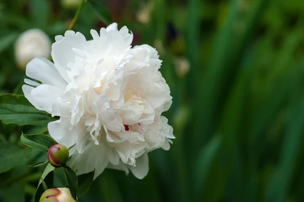 Pivoine délicate blanche fleurie dans le jardin . — Photo