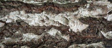 Panoramik fotoğraf eski kabuk dokusu moss ile huş ağacı ve üzerinde liken.