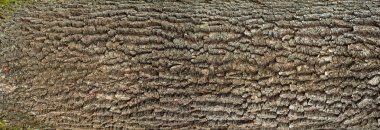 Yeşil yosun ve üzerine mavi liken meşe kabuğu kabartma dokusu.