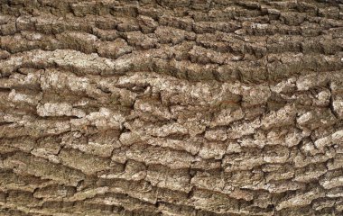 Kahverengi kabuğu meşe kabartma dokusu.  