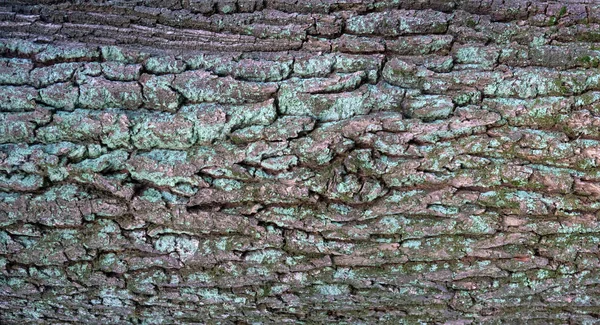 Lättnad textur av barken av alder med grön mossa och blå lavar på det. — Stockfoto
