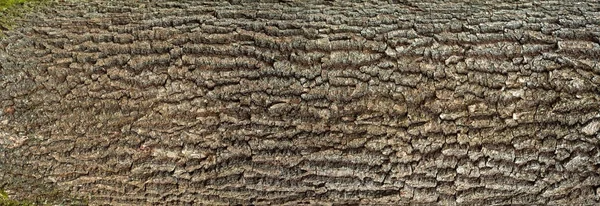 Relief texture of the bark of oak with green moss and blue lichen on it. — Stock Photo, Image