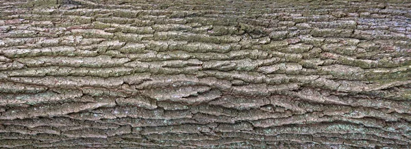 Opluchting textuur van de schors van eik met groene mos en blauwe korstmossen op het. — Stockfoto