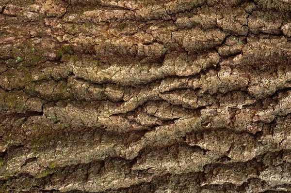 Textura en relieve de la corteza marrón de roble . —  Fotos de Stock