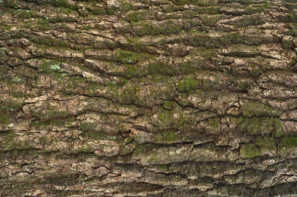 Reliéf texturou kůry dubu s zeleným mechem a modré lišejník na něm. — Stock fotografie