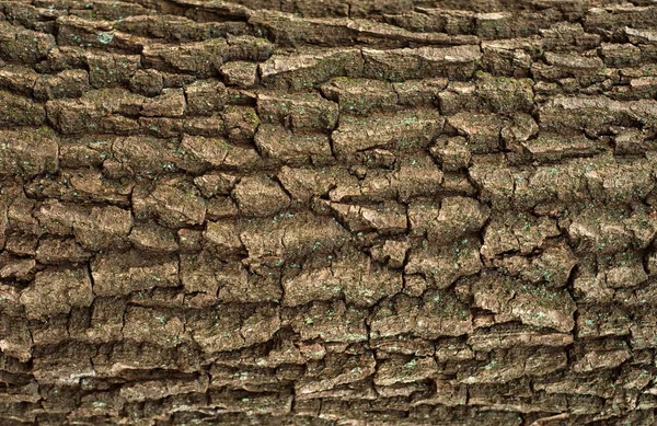 Reliefową fakturą brązowy kory dębu. — Zdjęcie stockowe