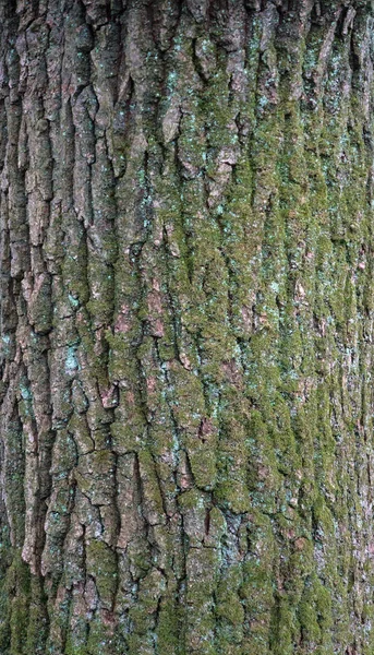 Textura de alívio da casca de carvalho com musgo verde e líquen azul sobre ele . — Fotografia de Stock