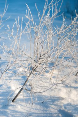 Hoarfrost ile dondurulmuş dalları. 