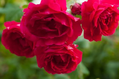 Parlak kırmızı gül tomurcukları yağmur sonra yeşil bir Bush bir arka plan ile. Yaz bahçesinde güzel kırmızı gül. 