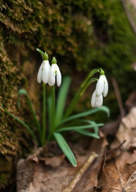 Bahar ormandaki güzel kardelen (Galanthus).