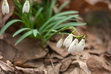 Bahar ormandaki güzel kardelen (Galanthus).
