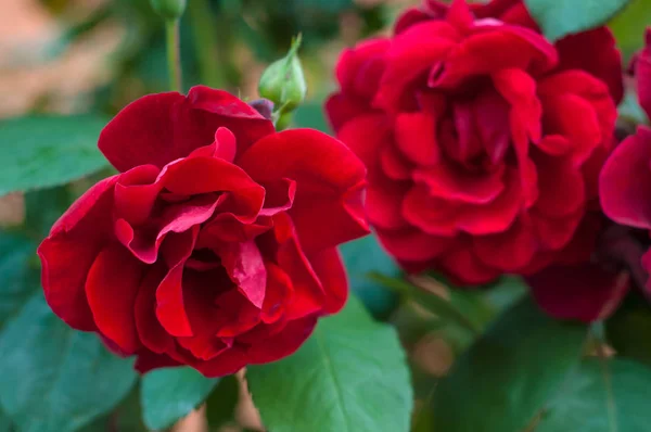 Ljusa röda rosor med knoppar på en bakgrund av en grön buske efter regn. Vackra röda rosor i trädgården. — Stockfoto