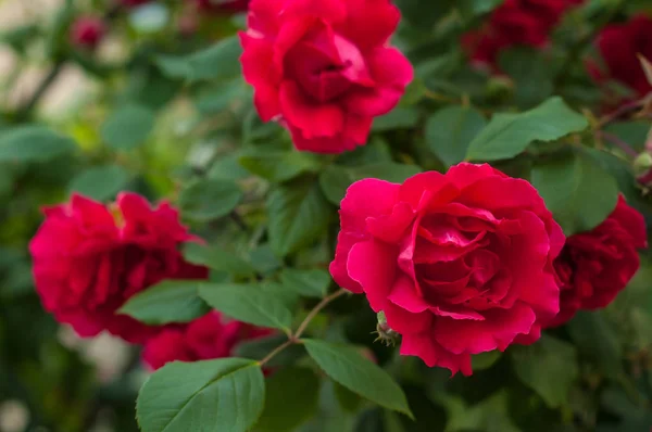 Ljusa röda rosor med knoppar på en bakgrund av en grön buske efter regn. Vackra röda rosor i trädgården. — Stockfoto