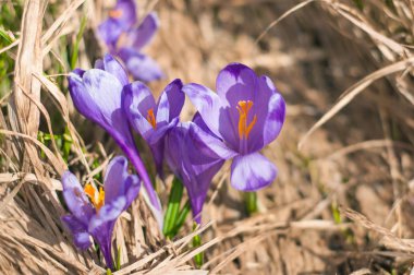 Alp çiğdemler çiçeği dağın zirvesinde Karpatlar dağlarında.